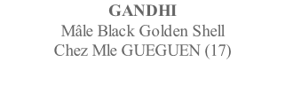 GANDHI  Mâle Black Golden Shell Chez Mle GUEGUEN (17)