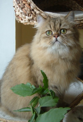 Goldy chat persan black golden shaded, chatterie des fleurs fée-lyne
